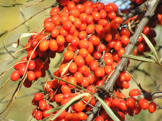 Russian Sea Buckthorn berries